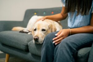 Facility Dog being petted on a couch by a girl